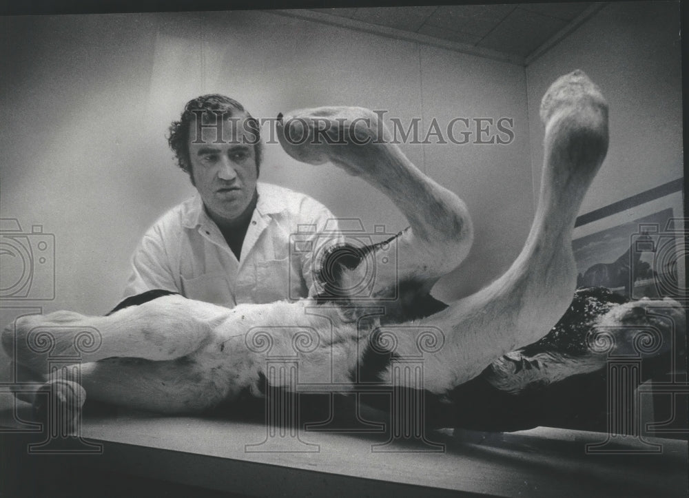 1978 Press Photo Alpha Clarke, Michigan veterinarian, examines PBB-poisoned cow - Historic Images