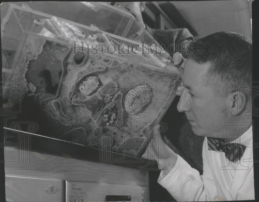 1956 Press Photo Prof. Neal A. Weber studies ants at the University of Wisconsin - Historic Images