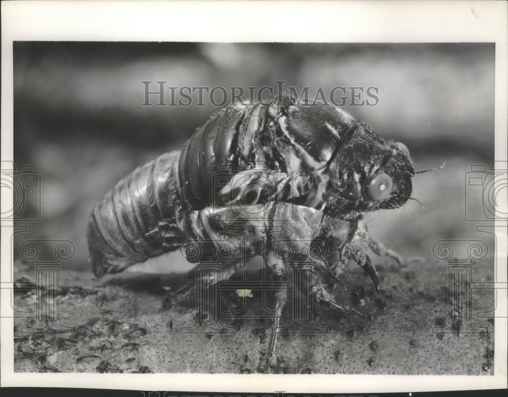 1953 Press Photo A Cicada during the Molting Process - mjb72942 - Historic Images