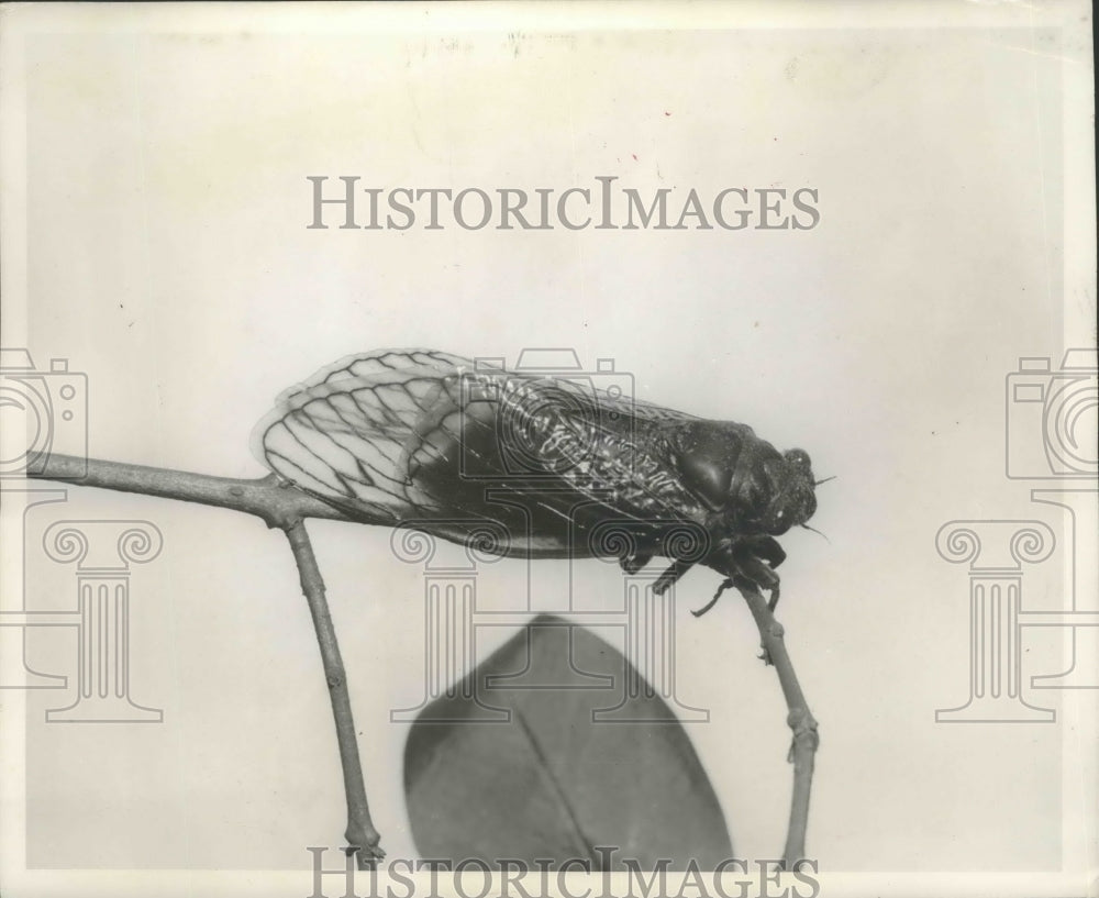 1953 Press Photo Locust on a branch - mjb72943-Historic Images