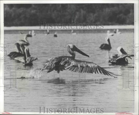 1976 Pelican colony on the water - Historic Images