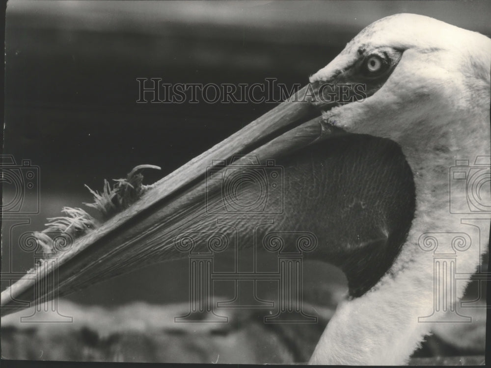 1956 Press Photo Pelican at the Milwaukee Zoo - mjb73026 - Historic Images