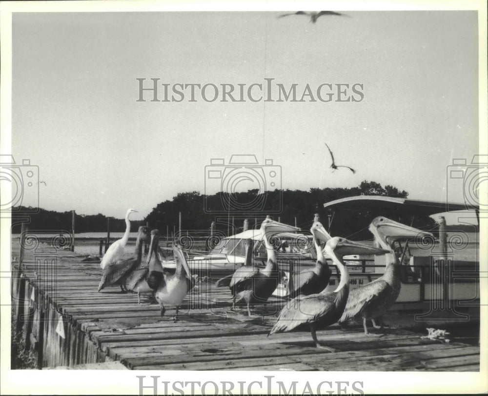 1981 Press Photo Brown Pelicans and Egret in Florida - mjb73028 - Historic Images