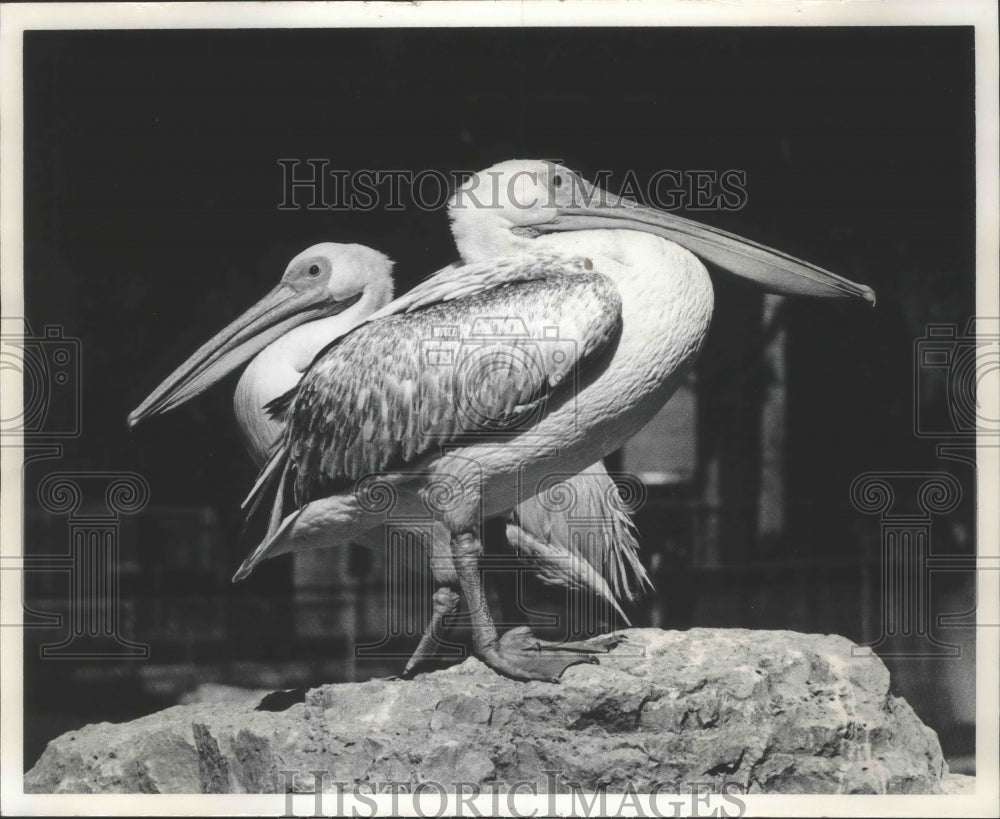 1970 Press Photo New Pelicans at the Henry Vilas Park Zoo in Madison - mjb73029 - Historic Images