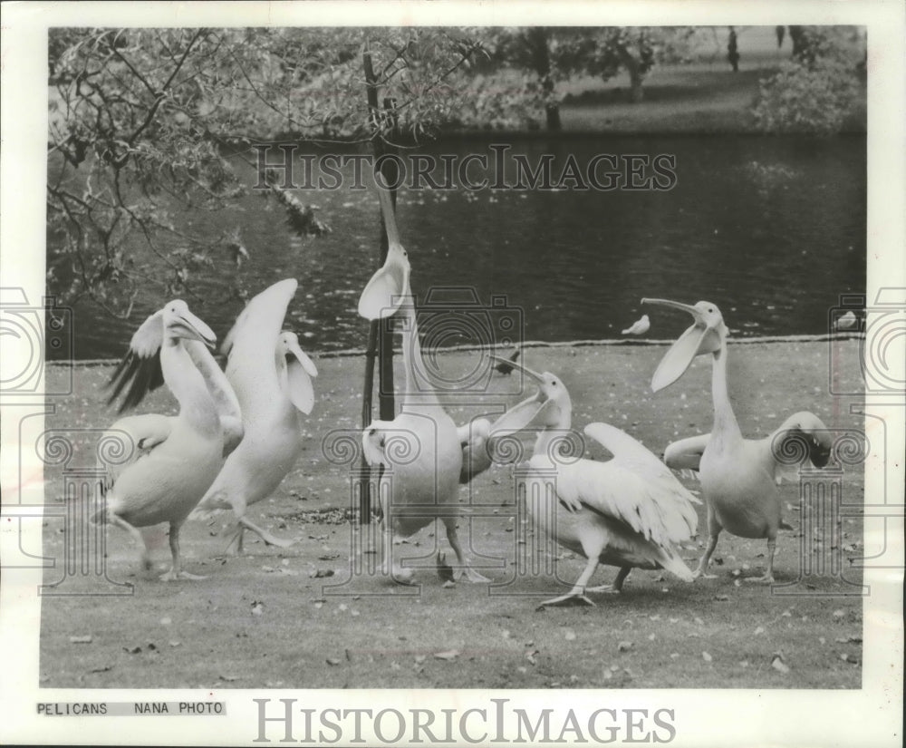 1963 Press Photo Pelicans eating at St. James park in London, England - Historic Images