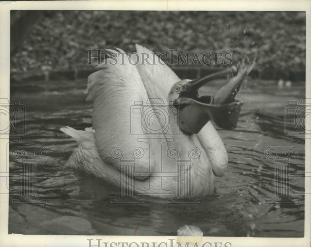 1961 Press Photo Pelican eats fish at London&#39;s Regent Park Zoo - mjb73033 - Historic Images