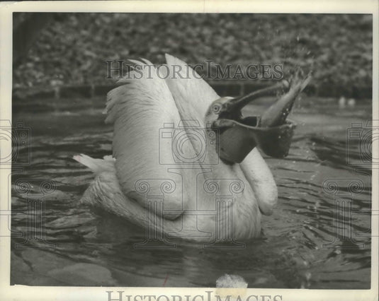 1961 Press Photo Pelican eats fish at London's Regent Park Zoo - mjb73033 - Historic Images