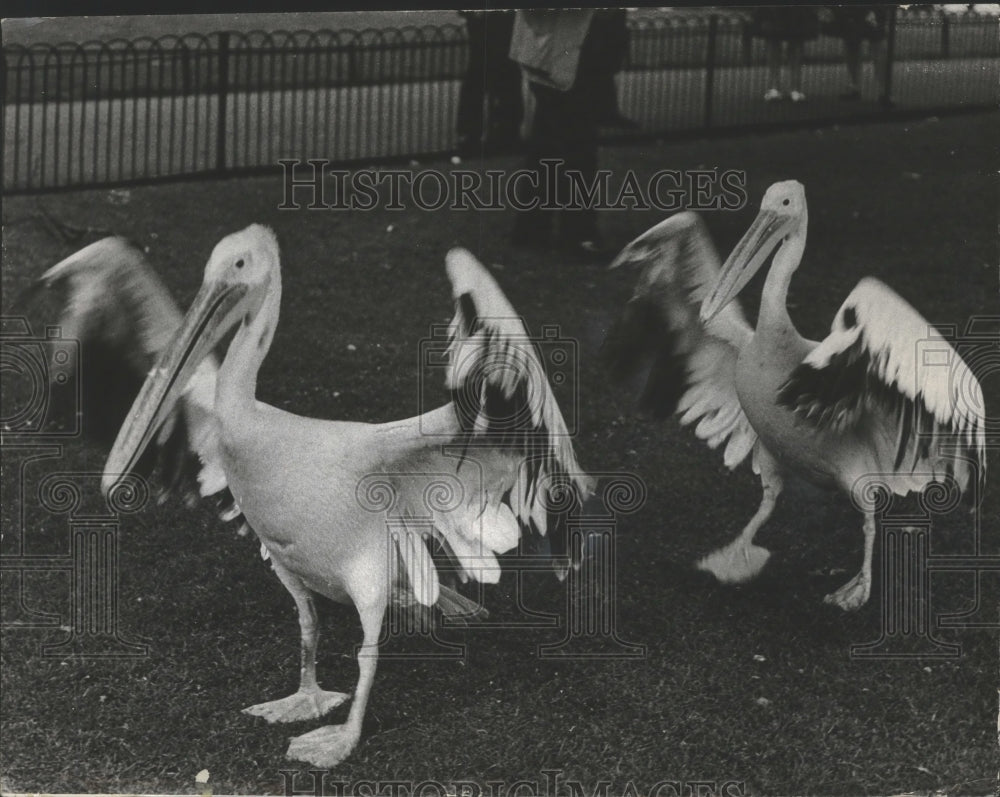 1965 Press Photo Pelicans from India flap wings at London's St. James Park - Historic Images