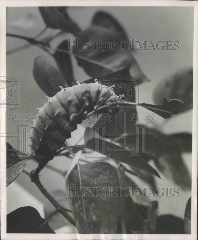 1962 Cecropia caterpillar eating leaves - Historic Images