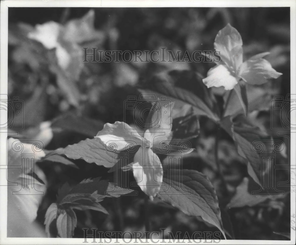 1978 Trillium at Havenwoods Nature Preserve, Wisconsin - Historic Images