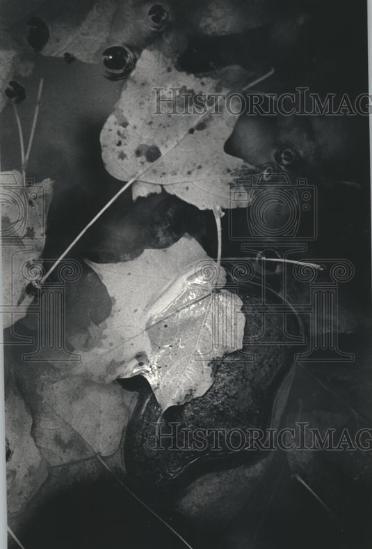 1987 Autumn leaves in stream in Jacobus Park Milwaukee - Historic Images