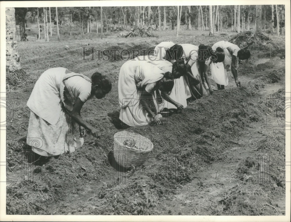 1974 Press Photo Development of Sericulture (Silkworm rearing) Sri Lanka - Historic Images