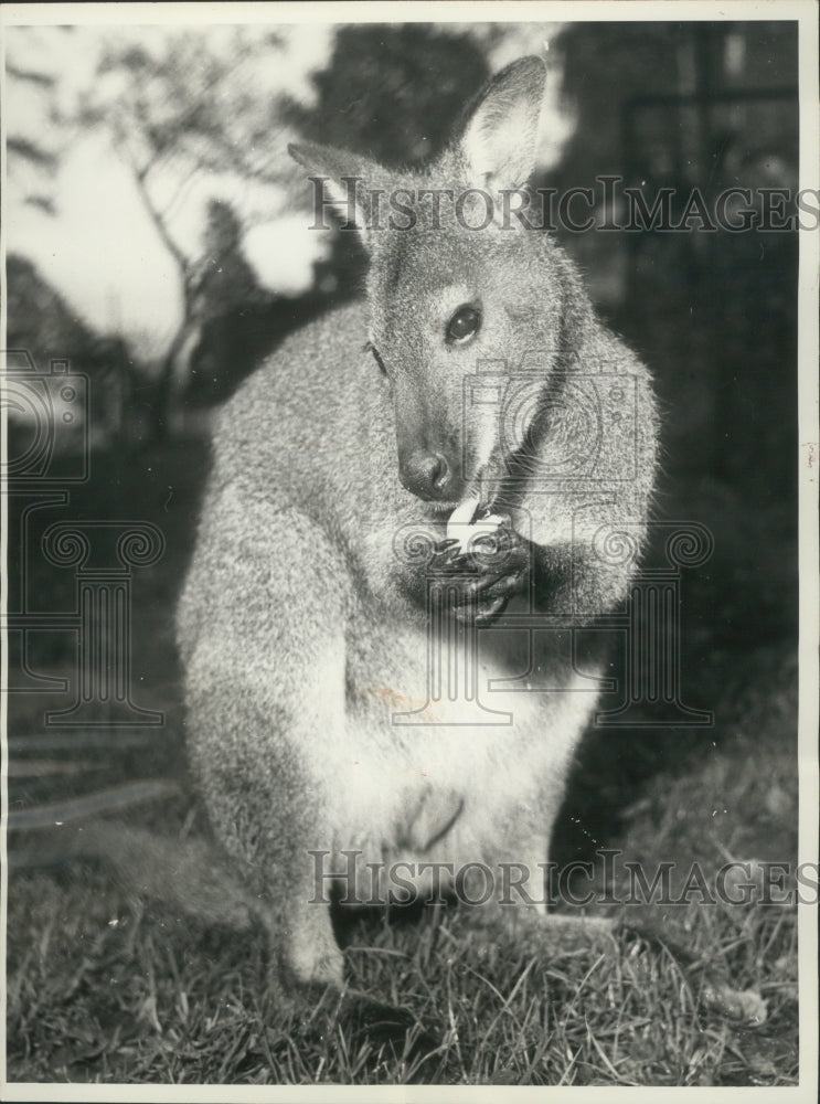 1960 Press Photo Young Wallaby at Chessington Zoo eats a piece of fruit-Historic Images