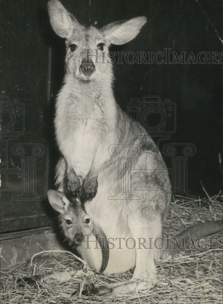1949 Press Photo Mama kangaroo with baby kangaroo in pouch at Bronx zoo- Historic Images