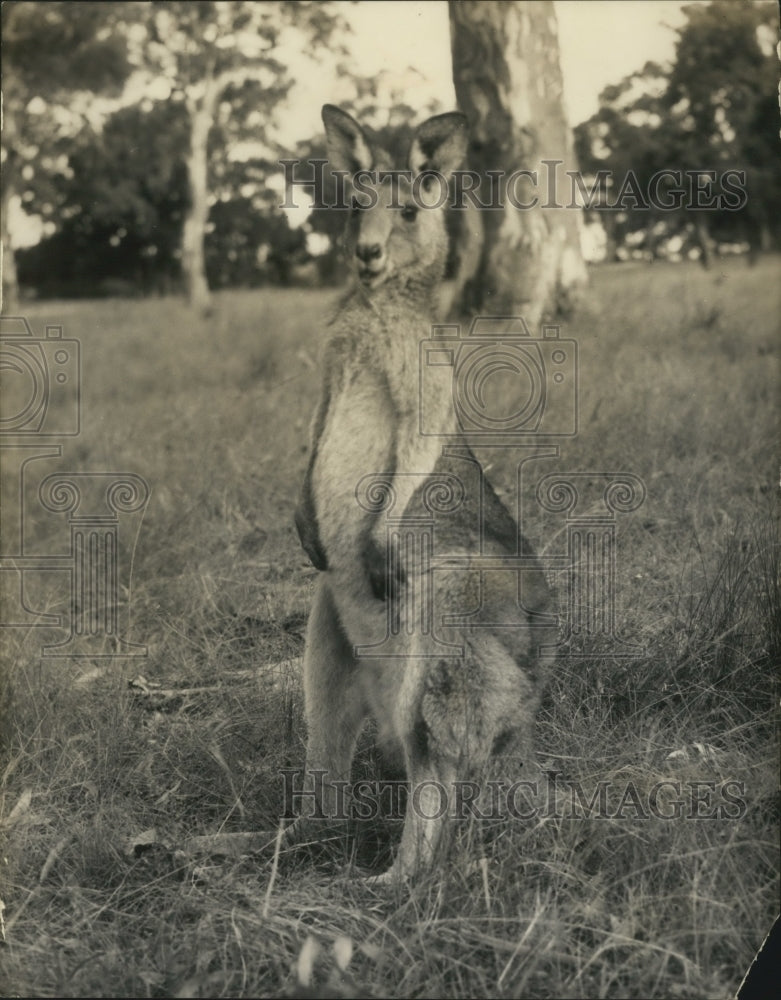 1967 Press Photo Female Kangaroo in grass - mjb76351-Historic Images