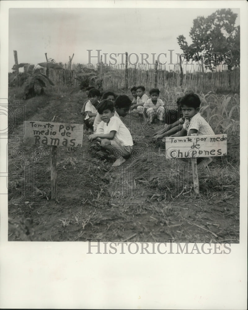 1953 Children in a vegetable field for Point Four program in Panama-Historic Images