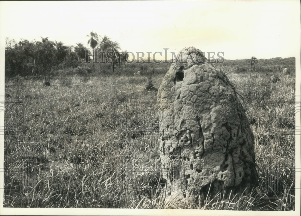 1991 Press Photo Termite mound in the Mbaracayu Preserve, Paraguay - mjb77267 - Historic Images