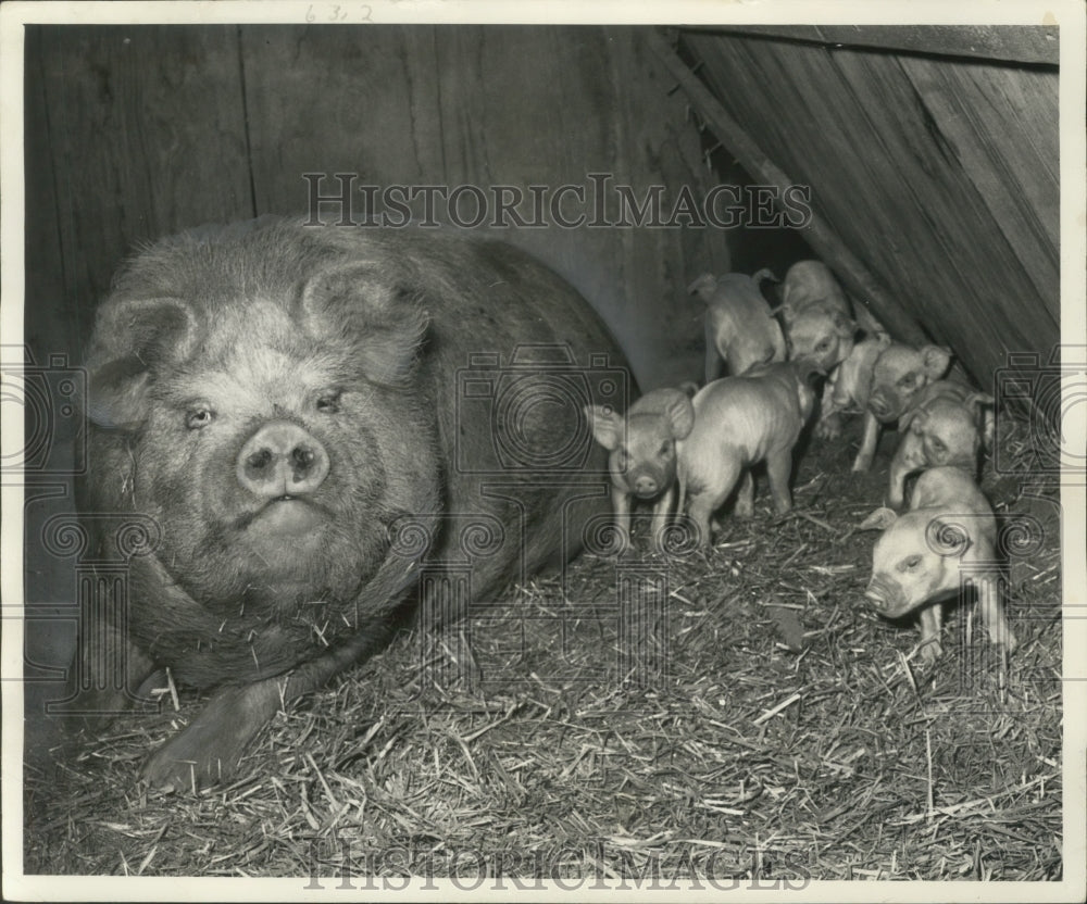 1949 Press Photo Mother pig and her piglets - mjb77441-Historic Images