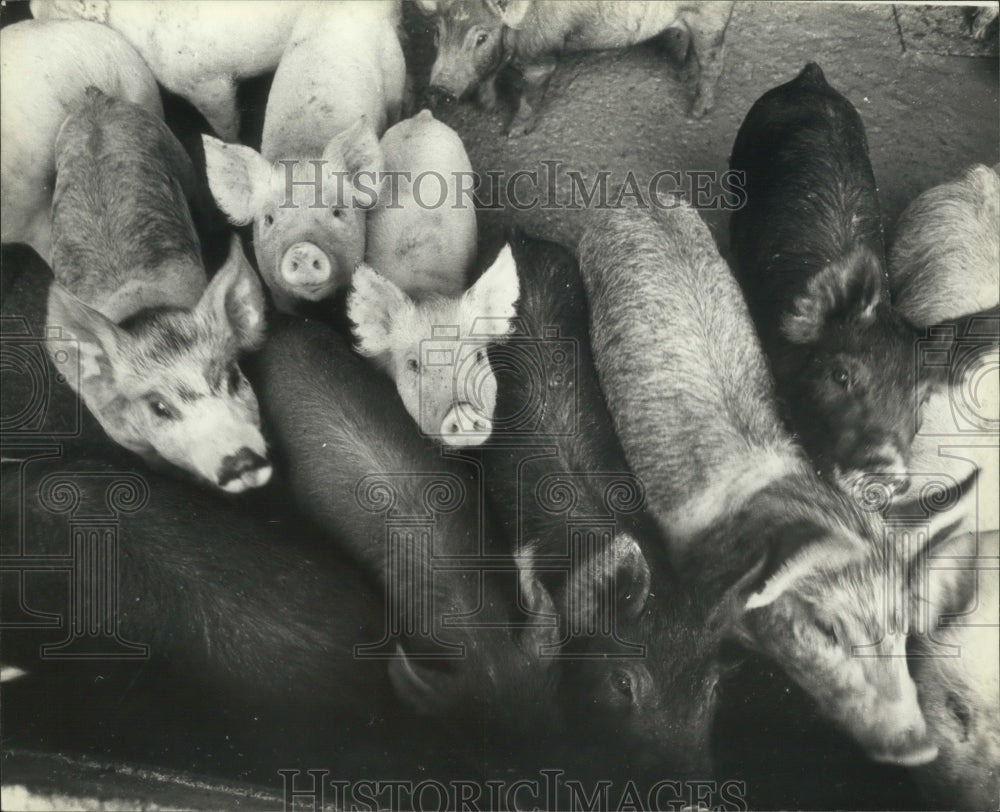 1983 Piglets, some of the 1,200 hogs on the Guthrie Farm, Wisconsin-Historic Images