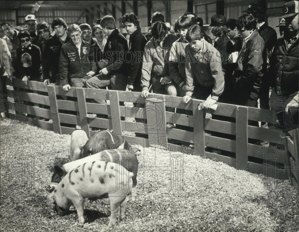 1983 Students at feeder pig judging, State Feeder Pig Show Manitowoc - Historic Images