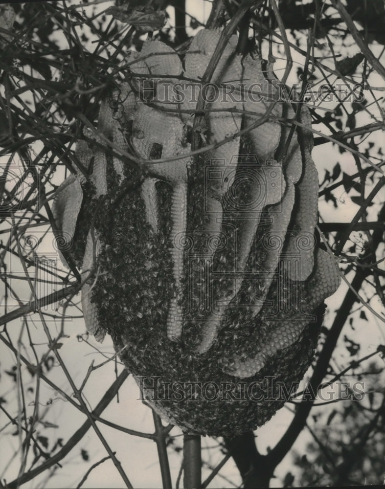 1954 Press Photo Bee hive in a tree on Chester Thomas's property in Milwaukee- Historic Images