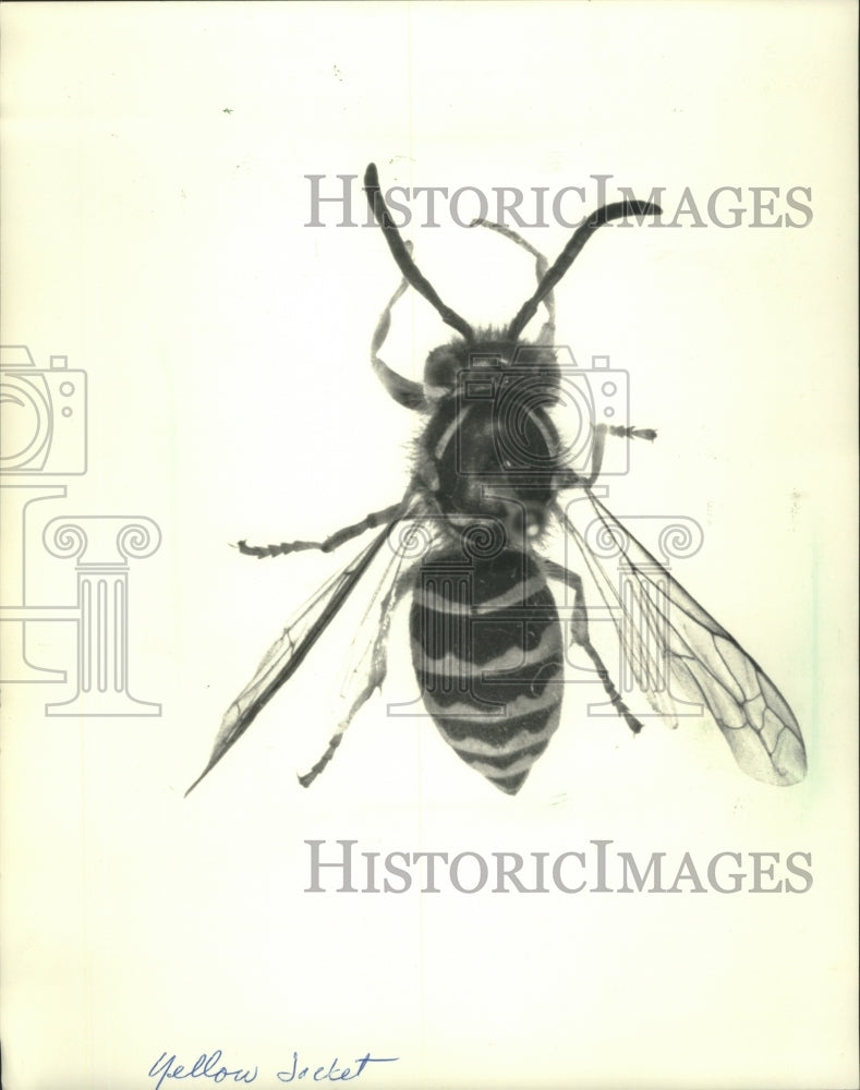 1990 The Yellow Jacket the more aggressive flying insect-Historic Images