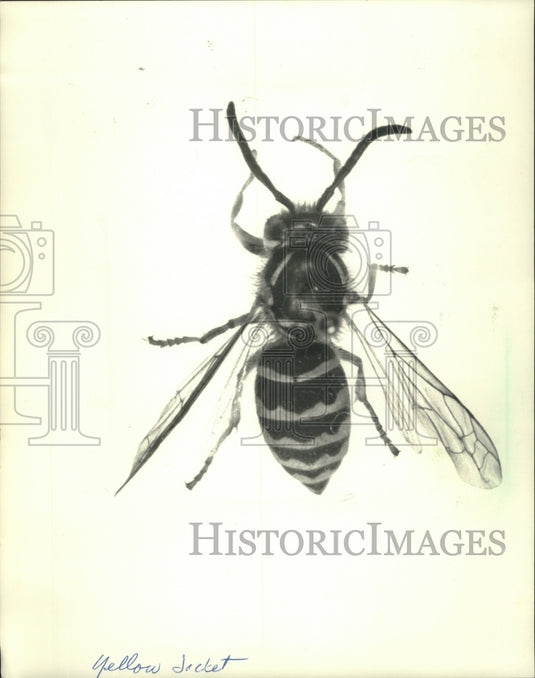 1990 The Yellow Jacket the more aggressive flying insect-Historic Images