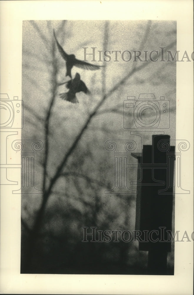 1989 Press Photo Two tree swallows battle in mid-air at Riveredge Nature Center. - Historic Images