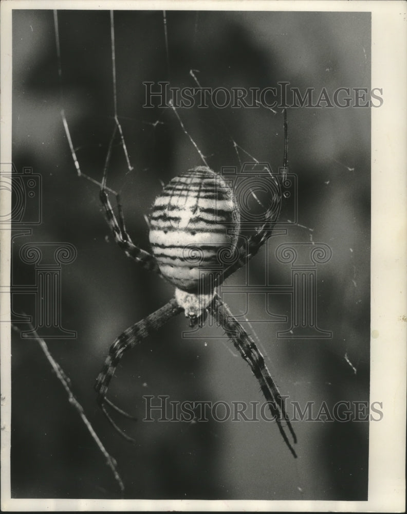 1962 Press Photo Banded garden spider is common in Wisconsin - mjb78163-Historic Images