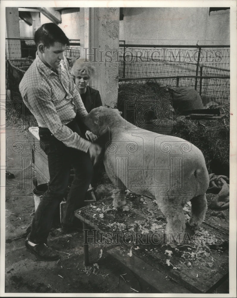 1963 Press Photo Larry Disch of Evansville, grooming a ram lamb - mjb78220-Historic Images