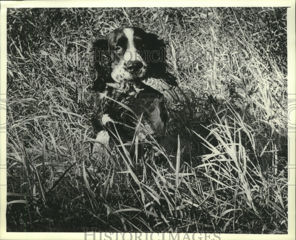 1982 Press Photo a springer spaniel pheasant hunting in Wisconsin - mjb78568 - Historic Images