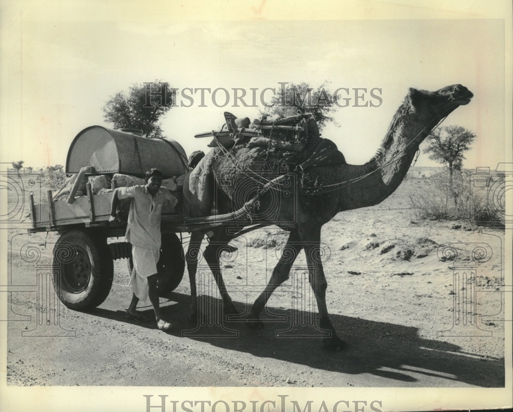 1970 Press Photo Camel Tows A Cart Down Road In India - mjb78594 - Historic Images