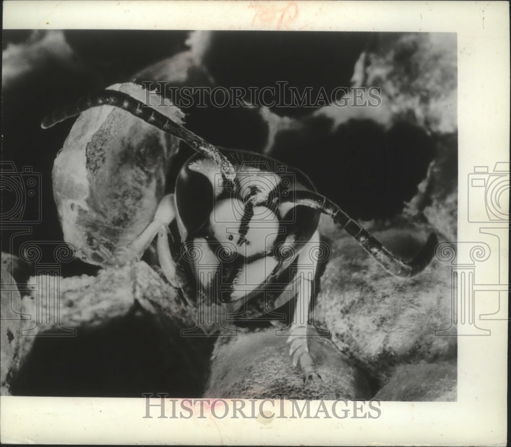 1970 Press Photo Head of a hornet as it emerges from its cell - mjb78721-Historic Images