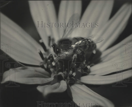1986 Honeybee on blossom during springtime in Wisconsin-Historic Images