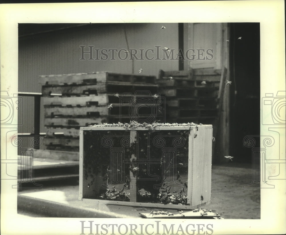 1983 Honeybees swarmed around their box at Dadant &amp; Sons, Watertown - Historic Images