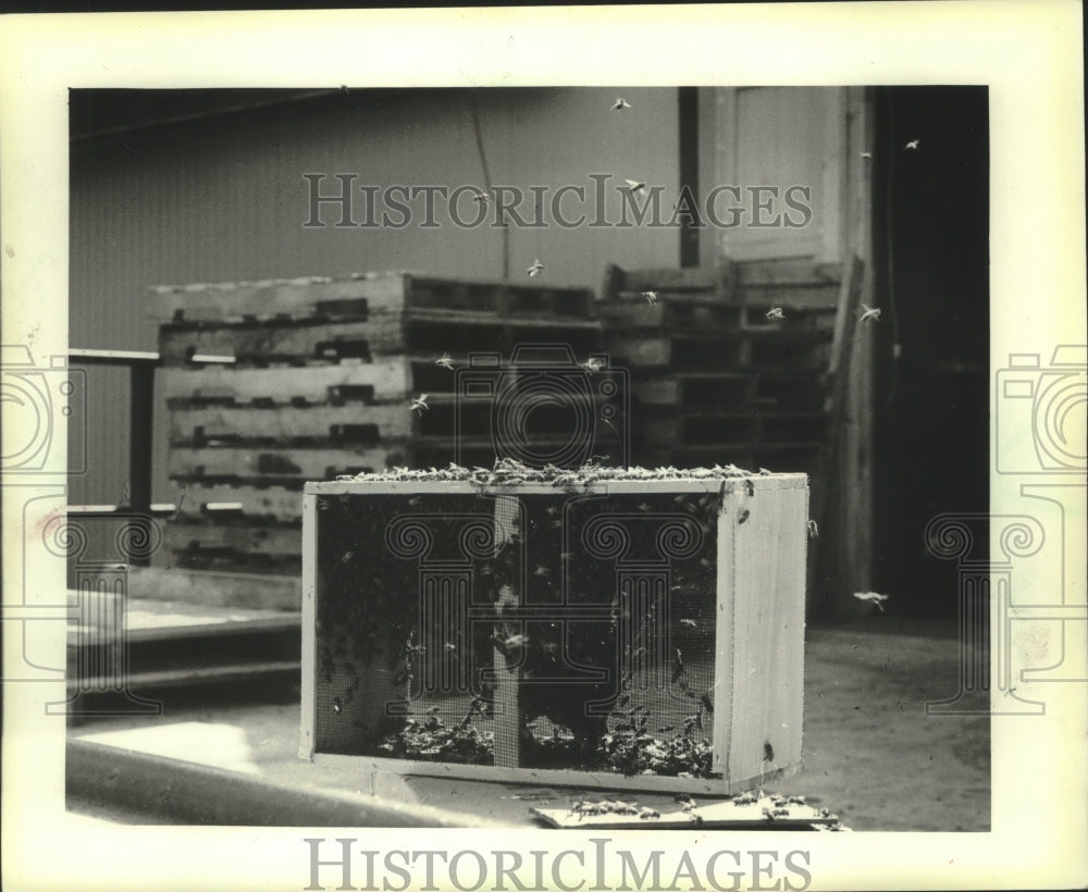 1983 Honeybees swarmed around their box at Dadant & Sons, Watertown - Historic Images