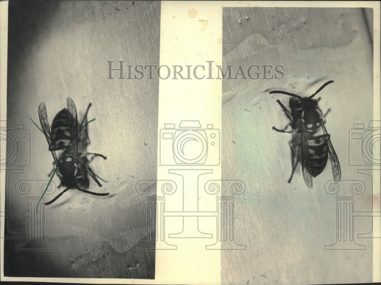 1983 Press Photo Closeup photo of Yellow Jackets - mjb78745 - Historic Images
