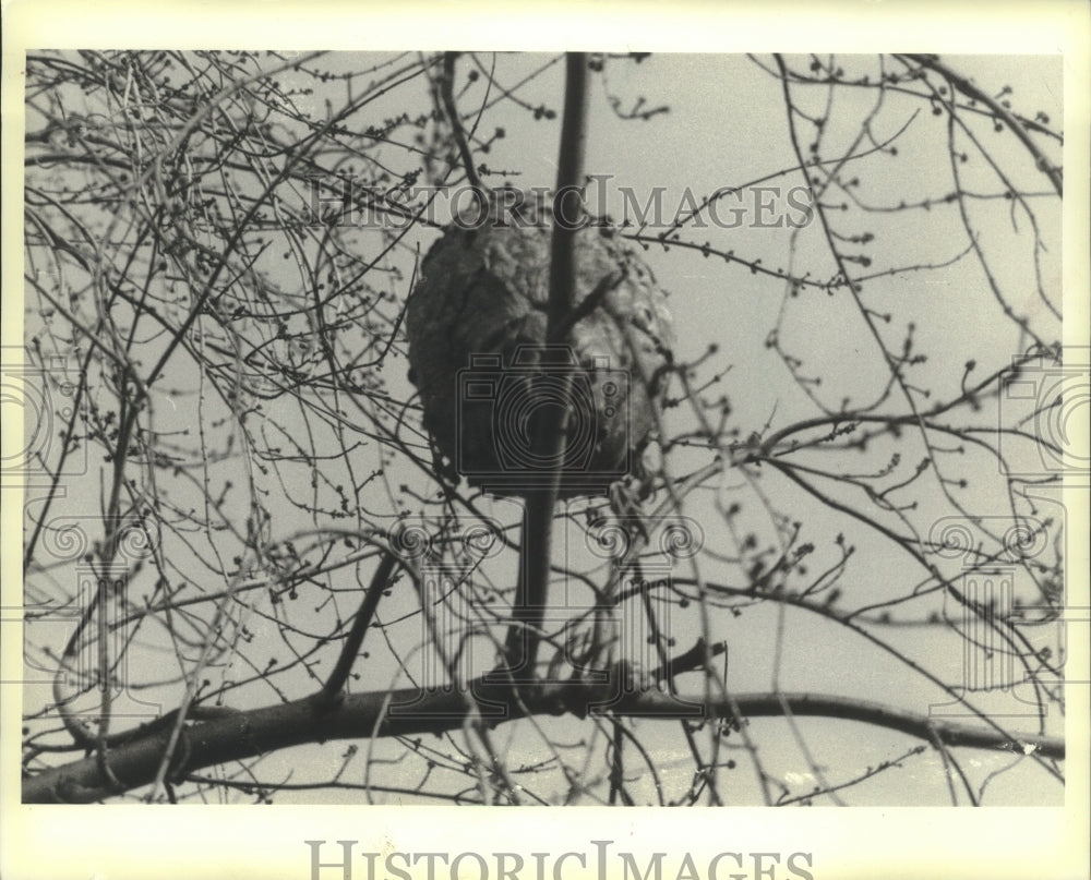 1983 Hornet&#39;s nest shown in a tree-Historic Images