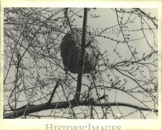 1983 Hornet's nest shown in a tree-Historic Images