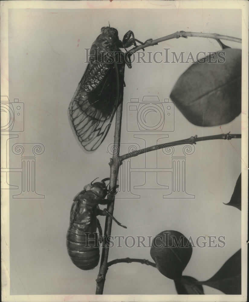 1953 An adult cicada climbs out of its discarded skin-Historic Images