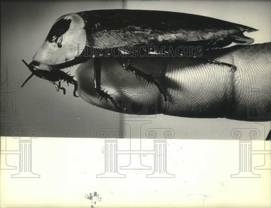 1983 One of the Zoo's new cockroaches perched on a finger-Historic Images