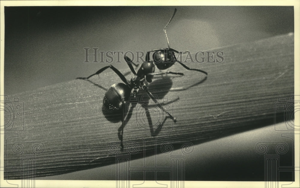 1987 Insects - Ant - Historic Images