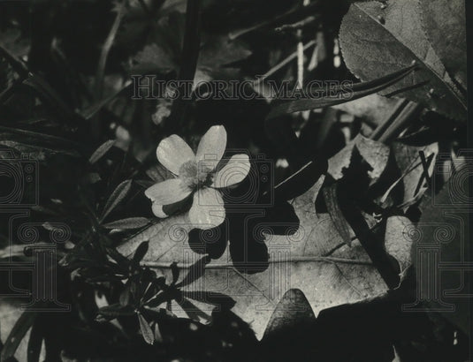 1981 Yellow Buttercup blooms in a grove of oaks in the Horicon Marsh-Historic Images