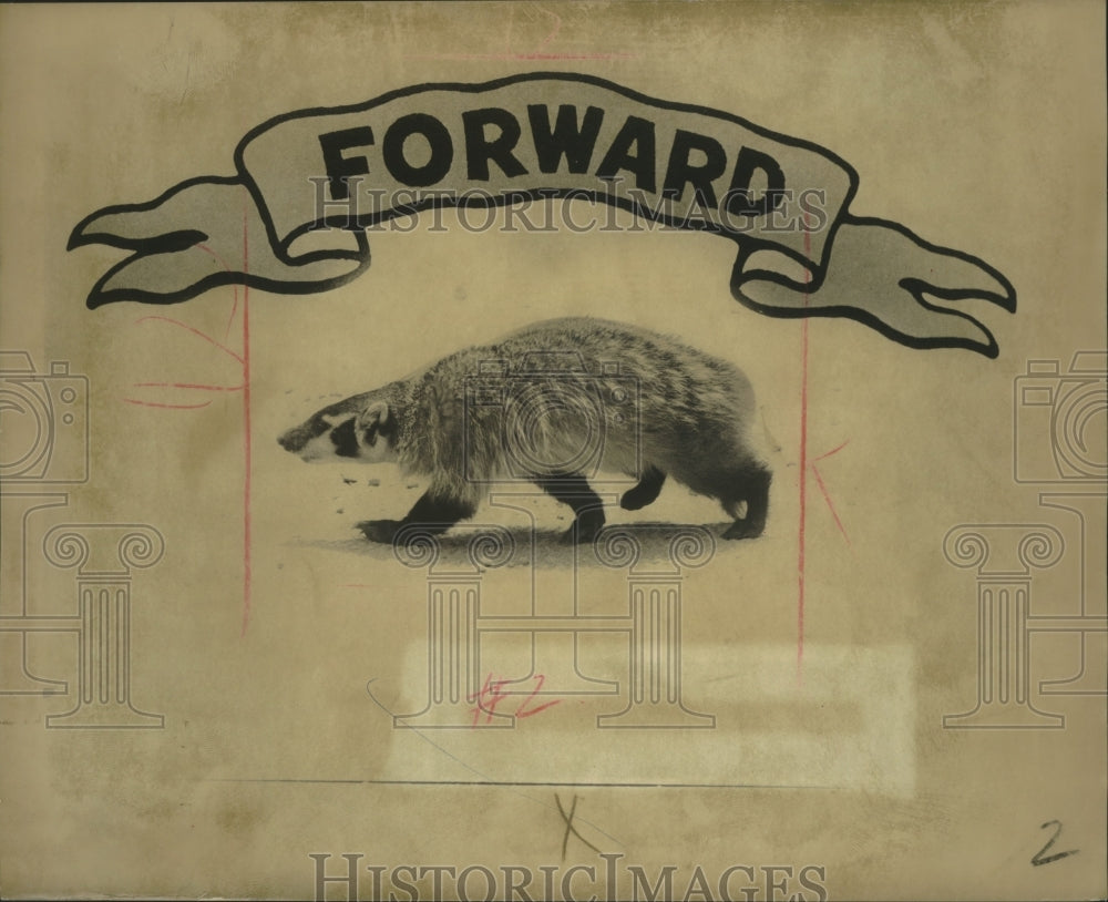 1971 photograph of a badger for a mock up the Wisconsin flag-Historic Images
