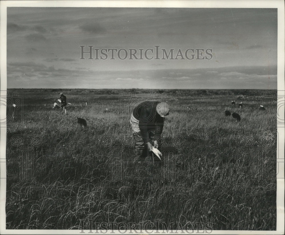 1981 Cree Indian guides set out geese decoys in James Bay-Historic Images