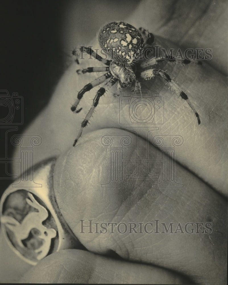 1984 Close-up of shamrock spider, Riveredge Nature Center, Wisconsin - Historic Images