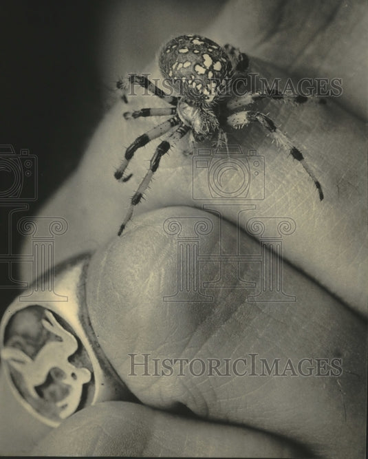 1984 Close-up of shamrock spider, Riveredge Nature Center, Wisconsin - Historic Images