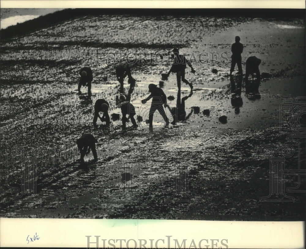 1986 Press Photo Workers planting rice in Manila, grown for them, Philippines. - Historic Images