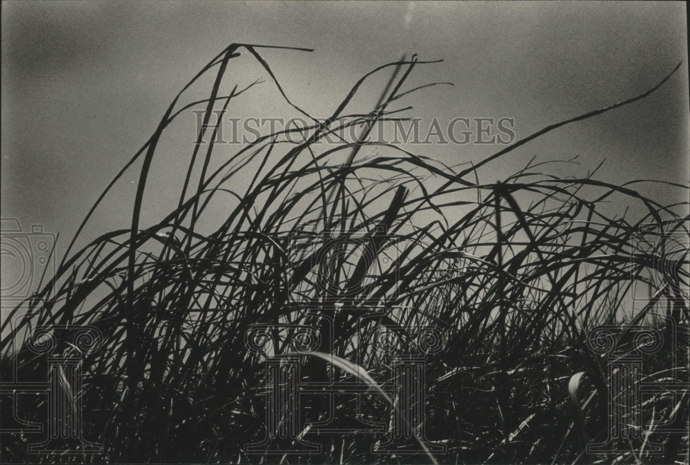 1989 Press Photo Prairie grass to be burned, Wisconsin - mjb79058 - Historic Images