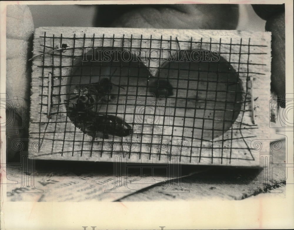 1964 Press Photo Queen bee was released from the cage when hives were ready-Historic Images